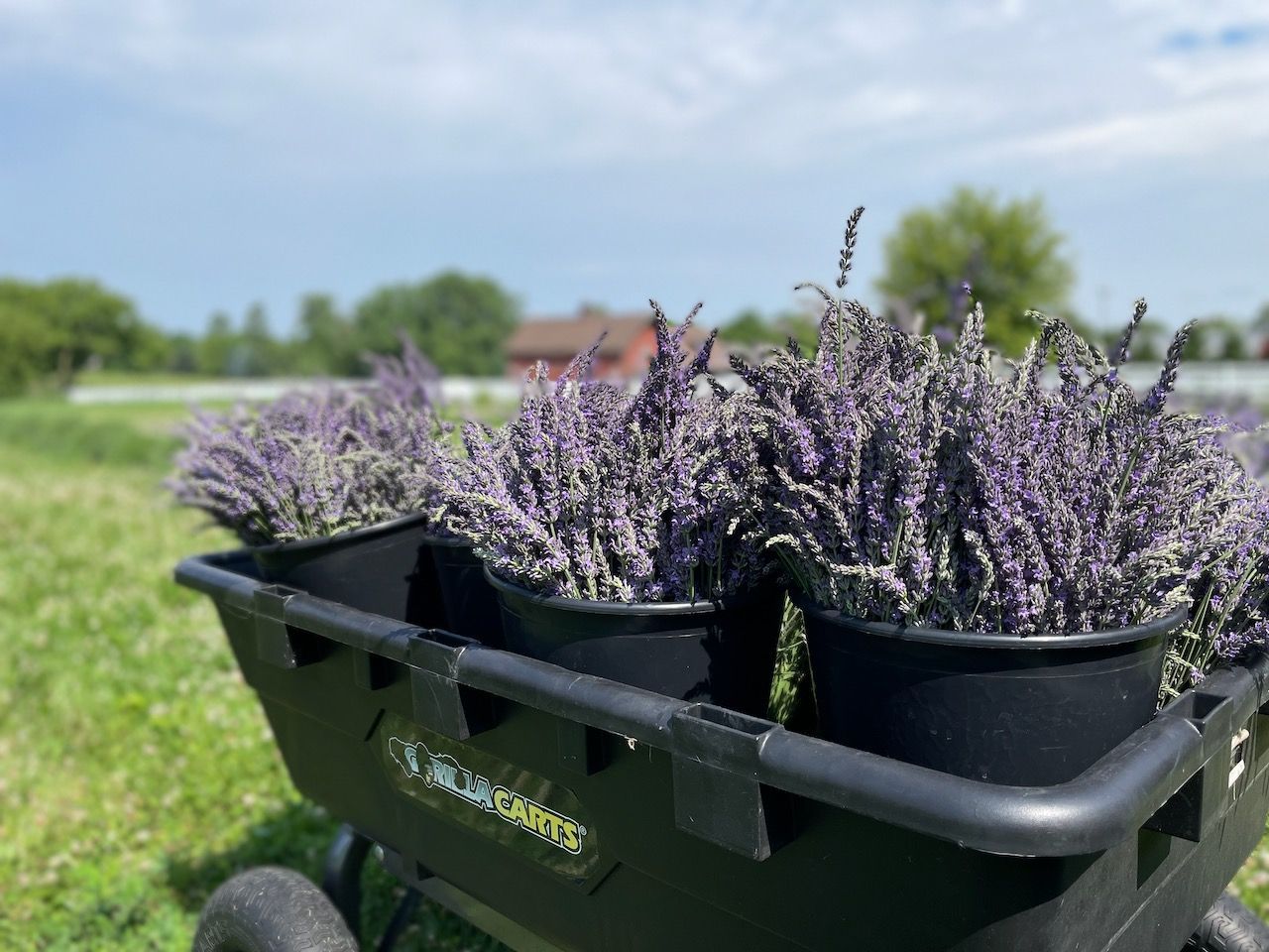 Exciting Upcoming Market Season